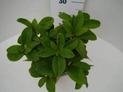 Rhododendron (Rhododendron 'Germania') 26 Rhododendron (Rhododendron 'Germania') -Groene Pracht germania c2 boven