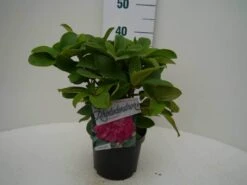 Rhododendron (Rhododendron 'Germania') 24 Rhododendron (Rhododendron 'Germania') -Groene Pracht germania c2 voor