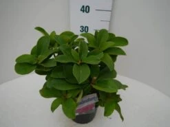 Rhododendron (Rhododendron 'Germania') 25 Rhododendron (Rhododendron 'Germania') -Groene Pracht germania c2 zij