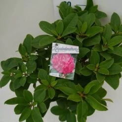 Rhododendron (Rhododendron 'Germania') 32 Rhododendron (Rhododendron 'Germania') -Groene Pracht germania c7.5 boven