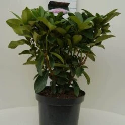 Rhododendron (Rhododendron 'Gomer Waterer') 14 Rhododendron (Rhododendron 'Gomer Waterer') -Groene Pracht gomer waterer c7.5 voor