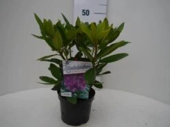 Rhododendron (Rhododendron Catawbiense 'Grandiflorum') -Groene Pracht grandiflorum c2 voor