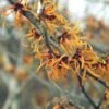 Toverhazelaar (Hamamelis Intermedia 'Jelena') -Groene Pracht haijelen 35 7