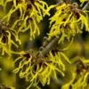 Toverhazelaar (Hamamelis Intermedia 'Arnold Promise') -Groene Pracht hamamelis arnold promise 1