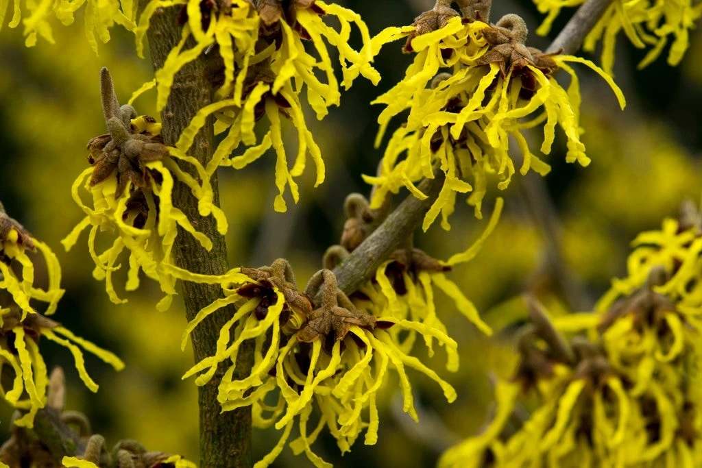 Toverhazelaar (Hamamelis Intermedia 'Arnold Promise') 2 Toverhazelaar (Hamamelis Intermedia 'Arnold Promise')