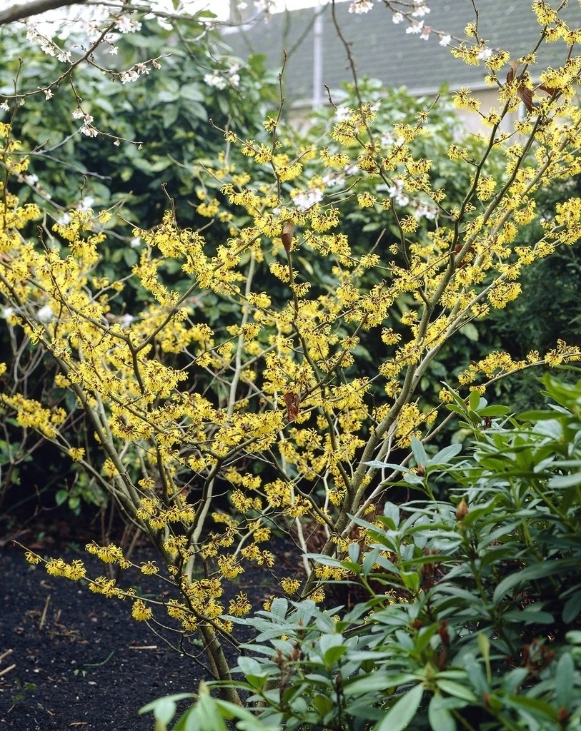 Toverhazelaar (Hamamelis Mollis) 4 Toverhazelaar (Hamamelis Mollis) - Afbeelding 2