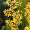 Toverhazelaar (Hamamelis Mollis) 1 Toverhazelaar (Hamamelis Mollis) -Groene Pracht hamamelis mollis 2 1