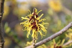 Toverhazelaar (Hamamelis Mollis 'Pallida') 12 Toverhazelaar (Hamamelis Mollis 'Pallida') -Groene Pracht hamamelis mollis pallida