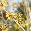 Toverhazelaar (Hamamelis Mollis 'Pallida') 2 Toverhazelaar (Hamamelis Mollis 'Pallida') -Groene Pracht hamamelis mollis pallida 2