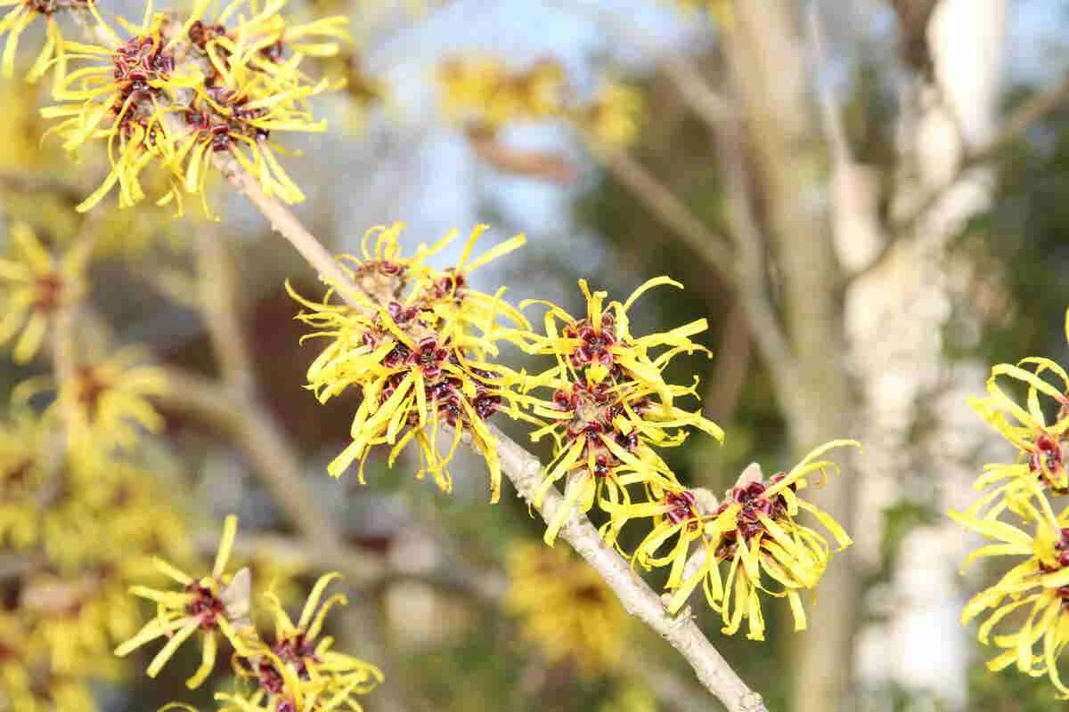 Toverhazelaar (Hamamelis Mollis 'Pallida') 3 Toverhazelaar (Hamamelis Mollis 'Pallida')