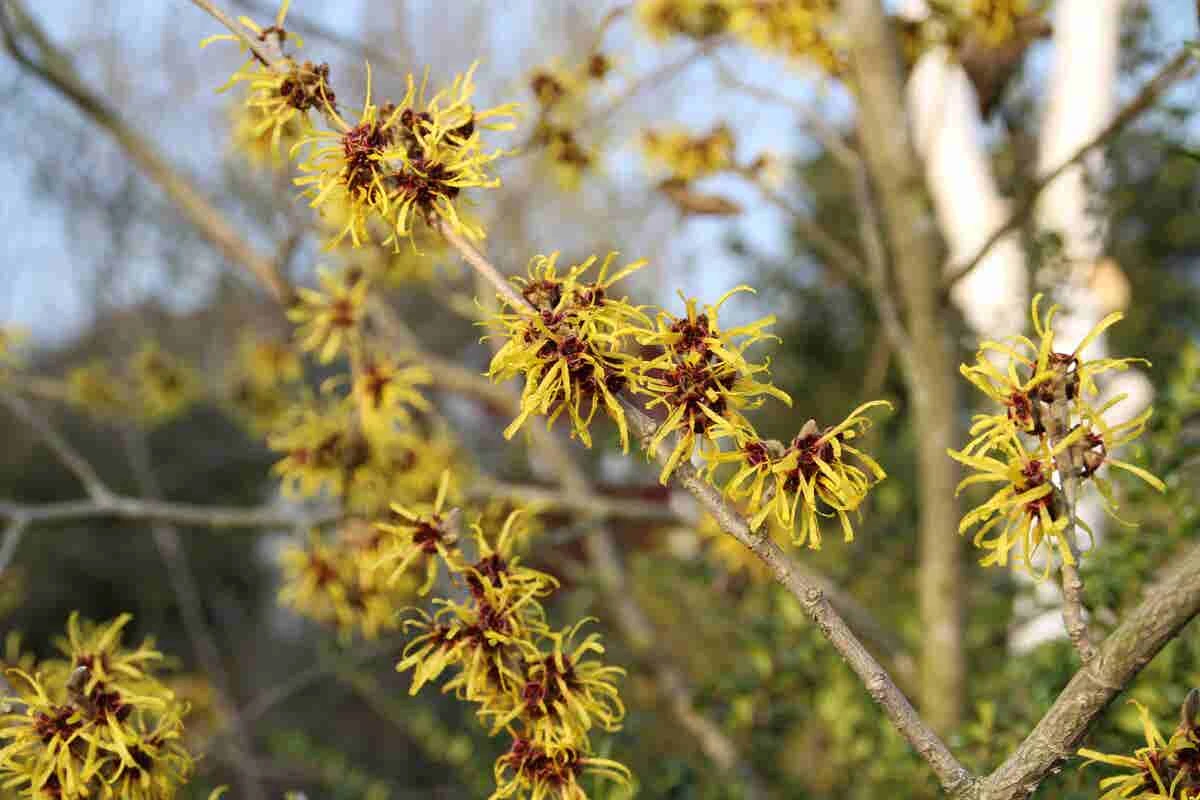 Toverhazelaar (Hamamelis Mollis 'Pallida') 8 Toverhazelaar (Hamamelis Mollis 'Pallida') - Afbeelding 6