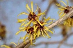 Toverhazelaar (Hamamelis Mollis 'Pallida') 11 Toverhazelaar (Hamamelis Mollis 'Pallida') -Groene Pracht hamamelis mollis pallida 4