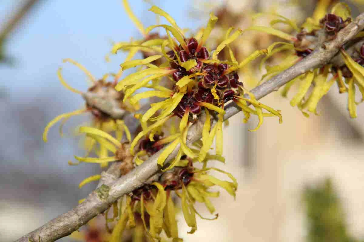 Toverhazelaar (Hamamelis Mollis 'Pallida') 4 Toverhazelaar (Hamamelis Mollis 'Pallida') - Afbeelding 2