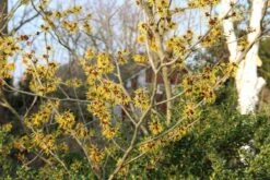 Toverhazelaar (Hamamelis Mollis 'Pallida') 13 Toverhazelaar (Hamamelis Mollis 'Pallida') -Groene Pracht hamamelis mollis pallida 6