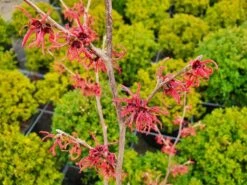 Toverhazelaar (Hamamelis Intermedia 'Ruby Glow') -Groene Pracht hamamelisrubyglow02a