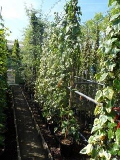 Kaukasische Klimop (Hedera Colchica 'Dentata Variegata') 13 Kaukasische Klimop (Hedera Colchica 'Dentata Variegata') -Groene Pracht hedera colchica dentata variegata 175 200 c10