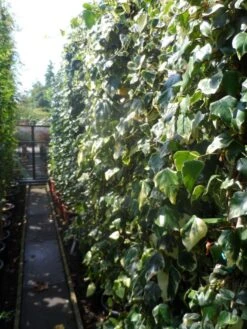 Kaukasische Klimop (Hedera Colchica 'Dentata Variegata') 11 Kaukasische Klimop (Hedera Colchica 'Dentata Variegata') -Groene Pracht hedera colchica dentata variegata 200 250 c15