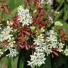 Zevenzonenboom (Heptacodium Miconioides) -Groene Pracht heptacodiummiconoides03