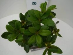 Rhododendron (Rhododendron 'Horizon Monarch') 24 Rhododendron (Rhododendron 'Horizon Monarch') -Groene Pracht hor. monarch c2 boven