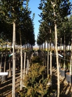 Hulst Als Boom (Ilex 'Nellie R. Stevens') -Groene Pracht ilex a. nellie r. stevens 8 10 2