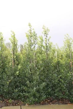 Hulst (Ilex Aquifolium 'Alaska') 11 Hulst (Ilex Aquifolium 'Alaska') -Groene Pracht ilex a alaska 150 175
