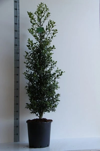 Hulst (Ilex Aquifolium 'Alaska') 4 Hulst (Ilex Aquifolium 'Alaska') - Afbeelding 2