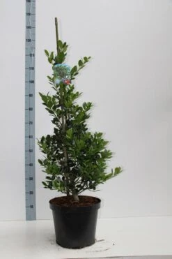 Hulst (Ilex Aquifolium J.C. Van Tol) -Groene Pracht ilex aq jc van tol 60 80 c7.5l v kopie 2 kopie 1