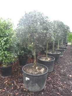 Hulst Op Stam (Ilex Aquifolium) -Groene Pracht ilex aquifolium halfstam c130 150