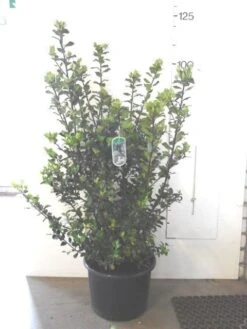 Blauwe Hulst (Ilex Meserveae 'Blue Prince') 18 Blauwe Hulst (Ilex Meserveae 'Blue Prince') -Groene Pracht ilex blue prince c20 1
