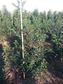 Blauwe Hulst (Ilex Meserveae 'Blue Princess') 7 Blauwe Hulst (Ilex Meserveae 'Blue Princess') -Groene Pracht ilex blue princess 125 150 cm drkl