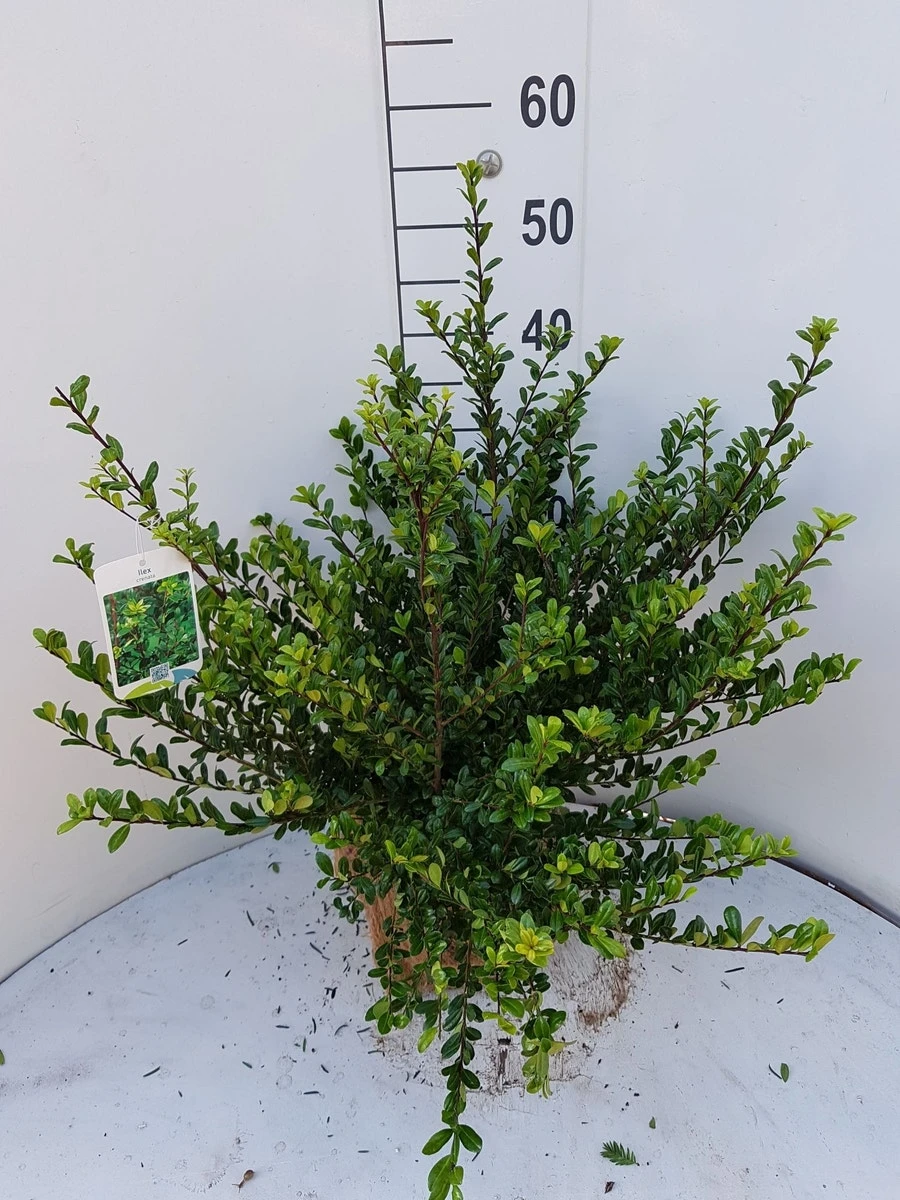 Japanse Hulst (Ilex Crenata 'Glory Gem') 3 Japanse Hulst (Ilex Crenata 'Glory Gem')