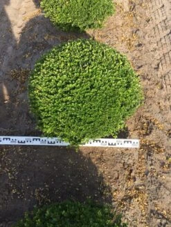 Japanse Hulst Als Bolvorm (Ilex Crenata) 8 Japanse Hulst Als Bolvorm (Ilex Crenata) -Groene Pracht ilex crenata 70 cm breed bol drkl 1