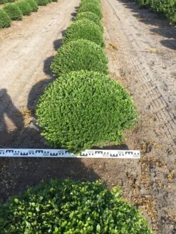 Japanse Hulst Als Bolvorm (Ilex Crenata) -Groene Pracht ilex crenata 70 cm breed bol drkl 2 1