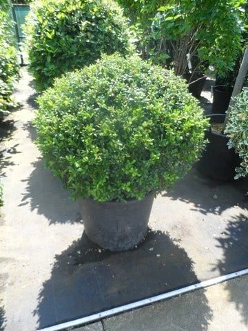 Japanse Hulst In Bolvorm (Ilex Crenata 'Convexa') 3 Japanse Hulst In Bolvorm (Ilex Crenata 'Convexa')