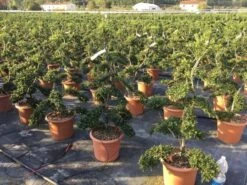 Japanse Hulst Als Bonsai (Ilex Crenata 'Kinme') -Groene Pracht ilex crenata kimne bonsai 2