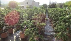 Japanse Hulst Als Bonsai (Ilex Crenata 'Kinme') -Groene Pracht ilex crenata kimne bonsai lv20