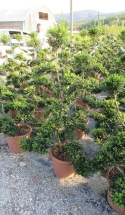 Japanse Hulst Als Bonsai (Ilex Crenata 'Kinme') -Groene Pracht ilex crenata kimne bonsai lv20 3