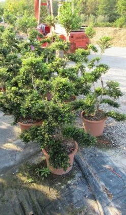 Japanse Hulst Als Bonsai (Ilex Crenata 'Kinme') -Groene Pracht ilex crenata kimne bonsai lv20 4 1