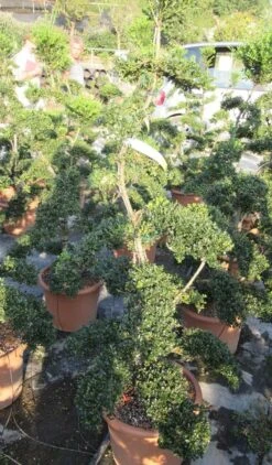 Japanse Hulst Als Bonsai (Ilex Crenata 'Kinme') -Groene Pracht ilex crenata kimne bonsai lv20 6