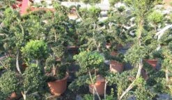 Japanse Hulst Als Bonsai (Ilex Crenata 'Kinme') -Groene Pracht ilex crenata kimne bonsai lv20 7