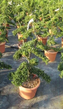 Japanse Hulst Als Bonsai (Ilex Crenata 'Kinme') -Groene Pracht ilex crenata kimne bonsai lv20 8 1