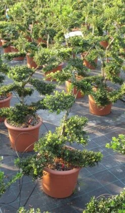 Japanse Hulst Als Bonsai (Ilex Crenata 'Kinme') -Groene Pracht ilex crenata kimne bonsai lv20 9 1