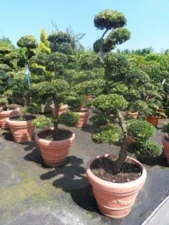 Japanse Hulst Als Bonsai (Ilex Crenata) -Groene Pracht ilex crenata kinmei bonsai 160 180 1
