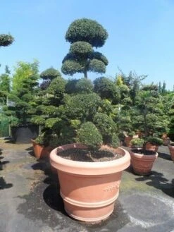 Japanse Hulst Als Bonsai (Ilex Crenata) -Groene Pracht ilex crenata kinmei bonsai 160 180 extra 1