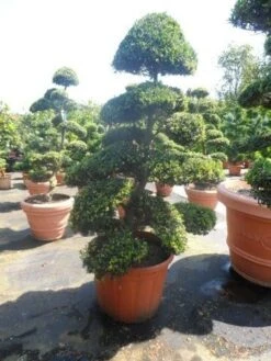 Japanse Hulst Als Bonsai (Ilex Crenata) -Groene Pracht ilex crenata kinmei bonsai 175 200 extra 1
