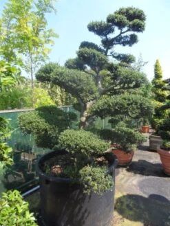 Japanse Hulst Als Bonsai (Ilex Crenata) -Groene Pracht ilex crenata kinmei bonsai 200 225 c750 1000 1