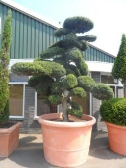 Japanse Hulst Als Bonsai (Ilex Crenata) -Groene Pracht ilex crenata kinmei bonsai 250 300 solitair extra 1