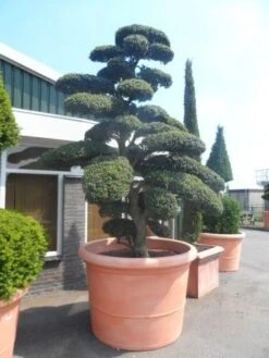 Japanse Hulst Als Bonsai (Ilex Crenata) -Groene Pracht ilex crenata kinmei bonsai 250 300 solitair extra2