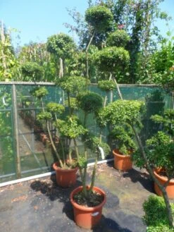 Japanse Hulst Als Bonsai (Ilex Crenata) -Groene Pracht ilex crenata ponpon 125 150 1