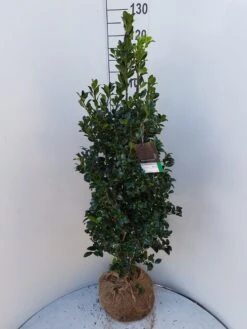 Hulst (Ilex Meserveae 'Heckenfee') -Groene Pracht ilex heckenfee 100 120 2